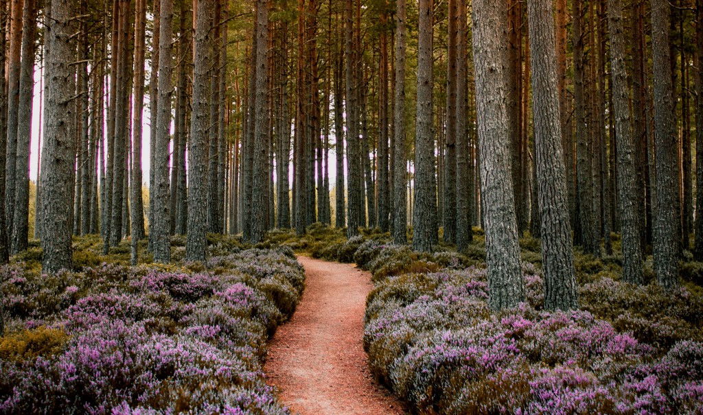 sentiero in mezzo ad un bosco