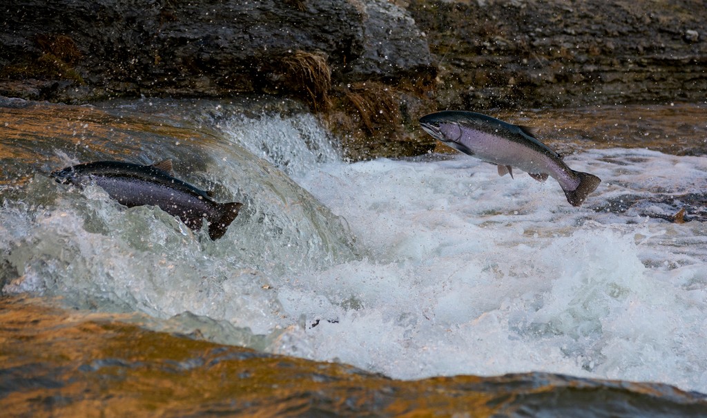 Immagine di salmoni che risalgono un fiume